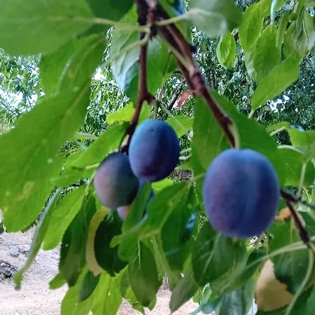 Skopelos Ktima Taladianou Σπίτι διακοπών *