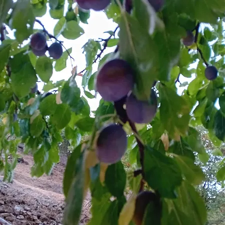 Skopelos Ktima Taladianou Σπίτι διακοπών Νέο Κλήμα