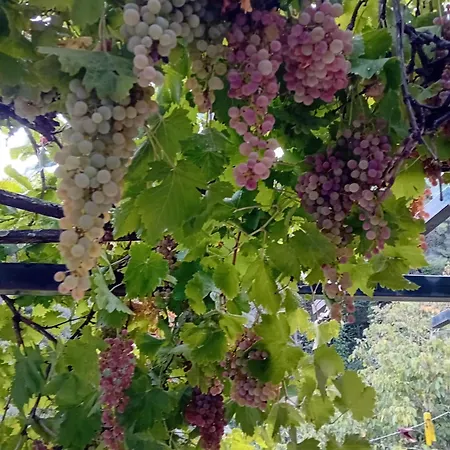 Σπίτι διακοπών Skopelos Ktima Taladianou Νέο Κλήμα