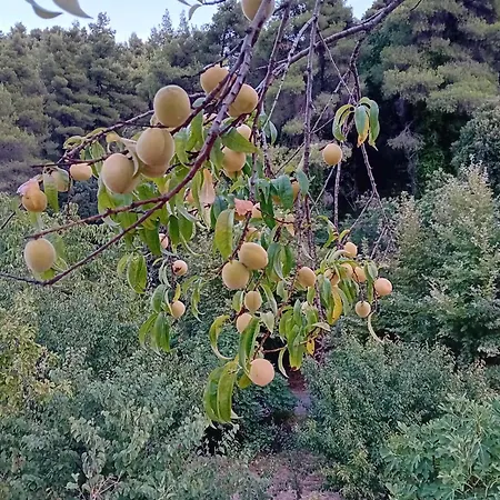 Σπίτι διακοπών Skopelos Ktima Taladianou