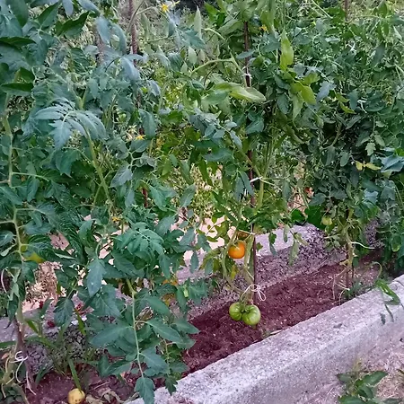 Skopelos Ktima Taladianou Σπίτι διακοπών *