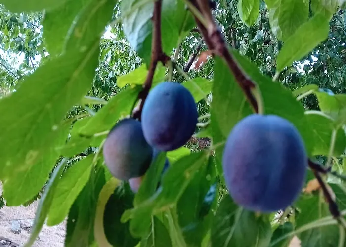 Skopelos Ktima Taladianou Σπίτι διακοπών *