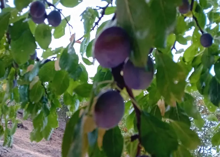 Skopelos Ktima Taladianou Σπίτι διακοπών Νέο Κλήμα