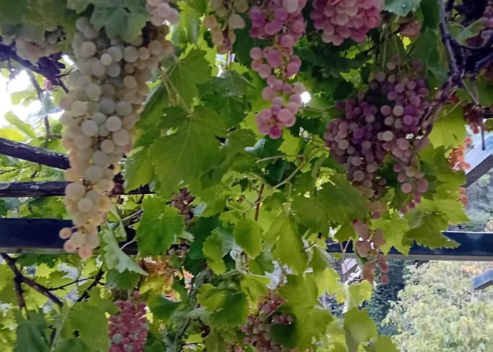 Σπίτι διακοπών Skopelos Ktima Taladianou Νέο Κλήμα