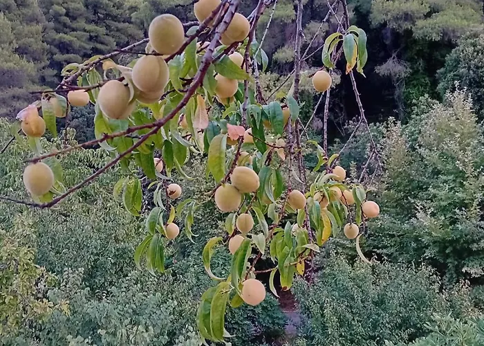 Σπίτι διακοπών Skopelos Ktima Taladianou