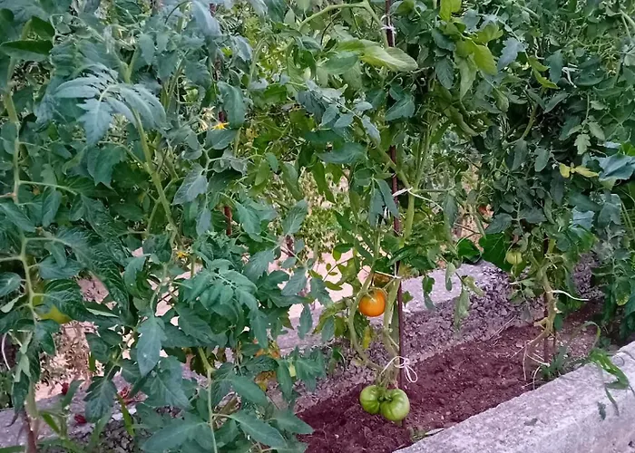 Skopelos Ktima Taladianou Σπίτι διακοπών *